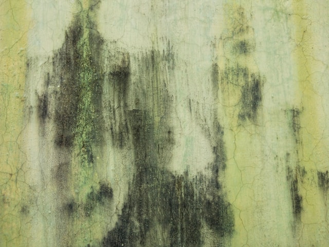 avinash-kumar-10oOV_hfa80-unsplash How to Prevent Mold After Water Damage